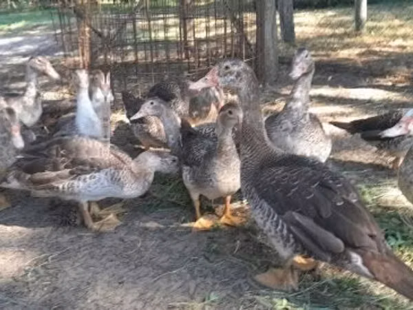 Ducks — Hangari