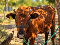 Cow, Cattle — photo 6