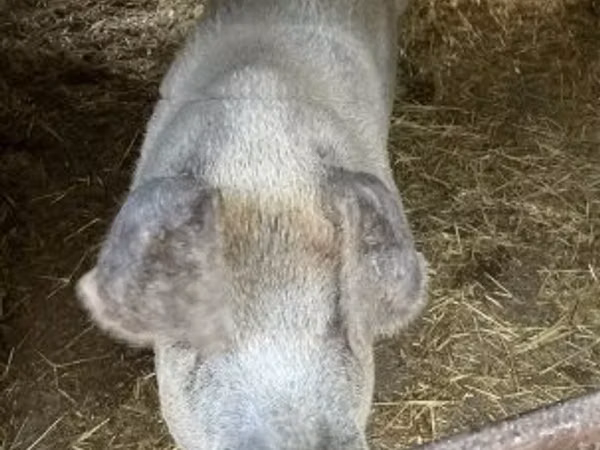 Babi betina, Pigs