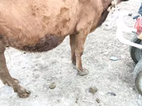 Mucca, Bovini — foto 1