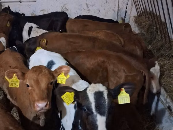 Bull, Cattle