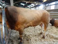 황소, Partenaise cattle — 사진 2