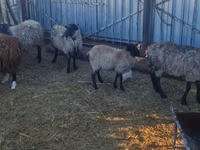 암양, Romanov sheep — 사진 4