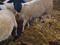 公羊, Dorper sheep — 照片 1