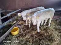 گاو ماده, Charolais cattle — عکس 2
