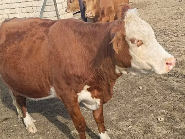 İnek, Latvian Blue cattle