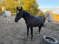 Mare, Lipizzaner — photo 5