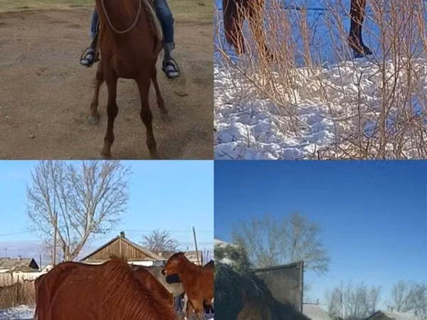 घोड़ा, Kustanai horse