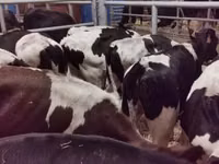 Бұқа, Russian Black pied cattle — 1-сурет