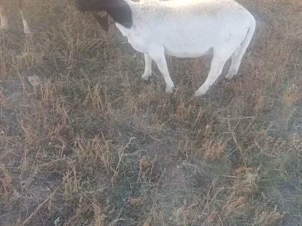Sheep, Dorper sheep — Armenia