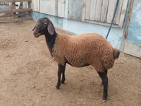Bagge, Suffolk sheep — foto 1