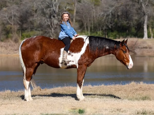Horse (M), National Show Horse