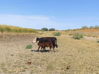 母牛, Kazakh White-headed cow — 照片 3