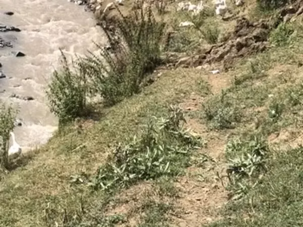 Geese