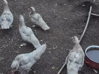 Ducks — 1. fotó