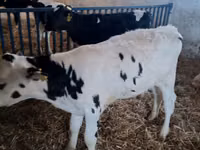 Bull, Cattle — photo 5