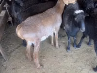 Ram, Edilbay sheep — photo 1