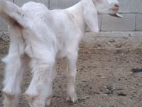 بز نر, Nubian Goat — عکس 2