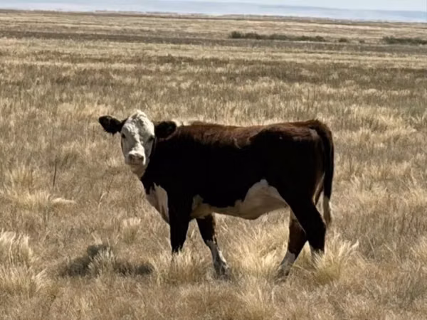 Bull, Hereford — Kazakhstan