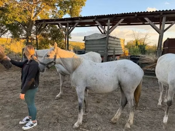 Mare, Lipizzaner