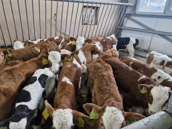 सांड, Simmental cattle — पोलैंड