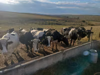 Cow, Holstein breed — photo 4