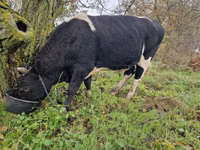 Stier, Aberdeen-Angus — foto 2