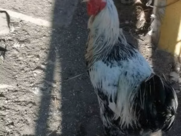 Chickens