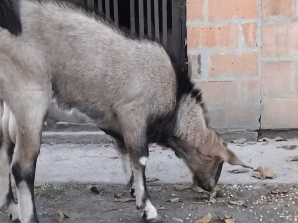 Kambing jantan, Nubian Goat