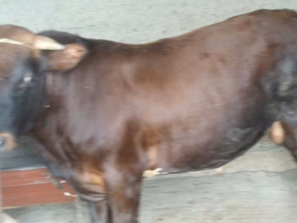 Bulle, Rinder