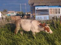 Ng'ombe jike, Simmental cattle — picha 3