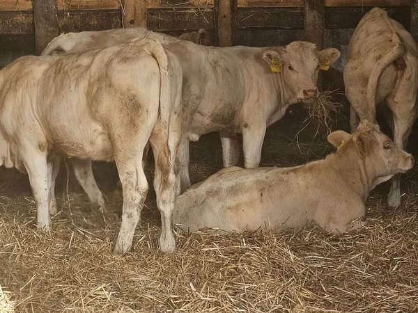 Krowa, Charolais cattle