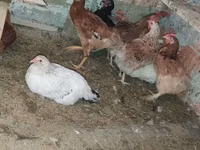 Chickens — 照片 1