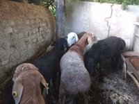 Ram, Rhon sheep — photo 2