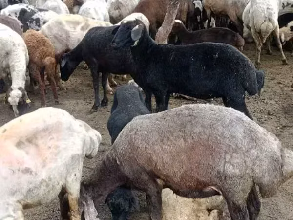 قوچ, گوسفند — ارمنستان