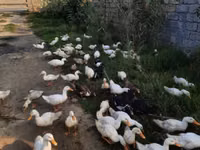 Amerika Pekin — 6-rasm