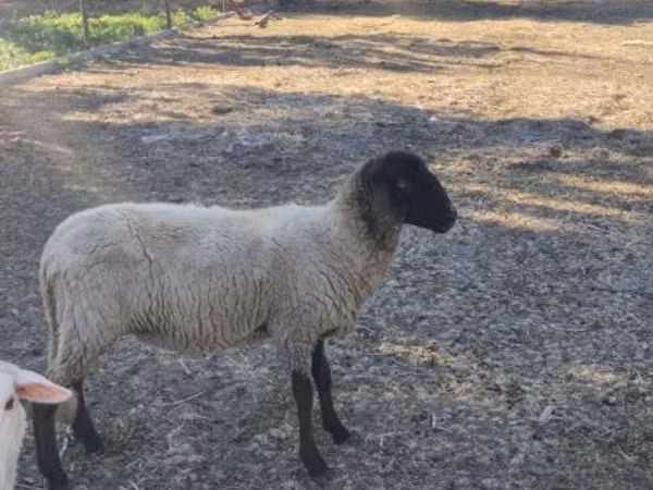 แกะตัวเมีย, Tsigai sheep