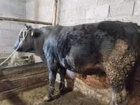 Bull, Swiss cattle — photo 1
