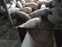 Boar, Pigs — photo 1
