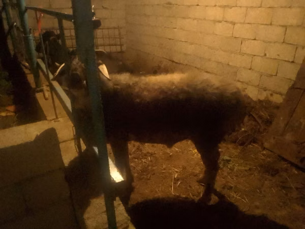 Ram, Sheep — Kazakhstan