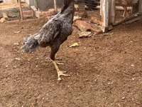 Chickens — foto 3