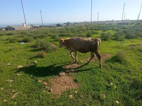 ወንድ በሬ, Cattle