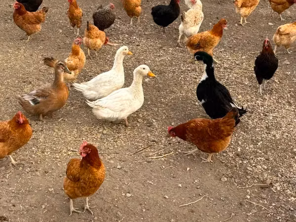 Chickens — Armenien