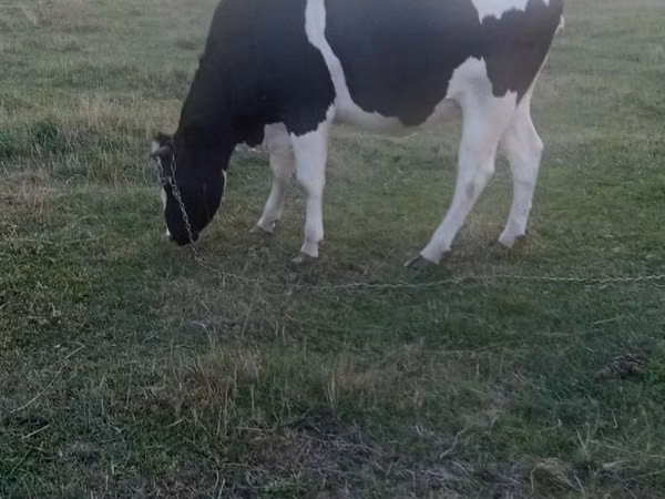 Cow, Russian Black pied cattle — Moldova