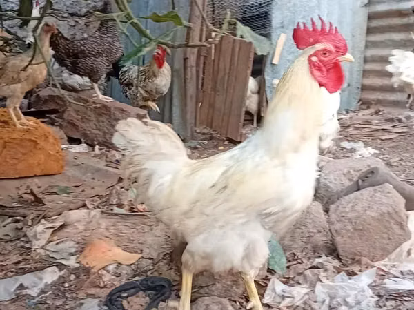 găini Shamo — Kenya