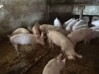 Pigs (batch, sex not specified) — photo 2