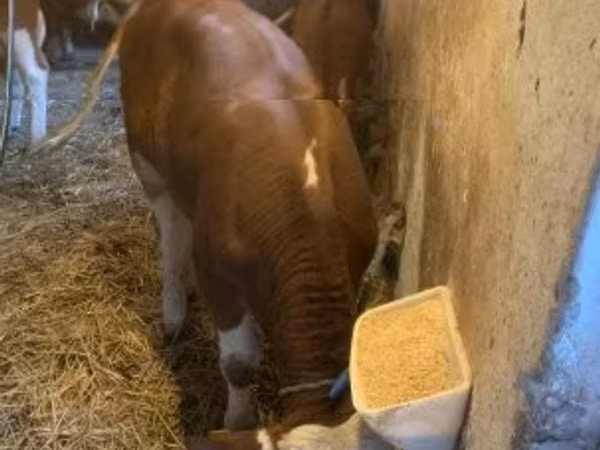 Bik, Mađarska siva rasa