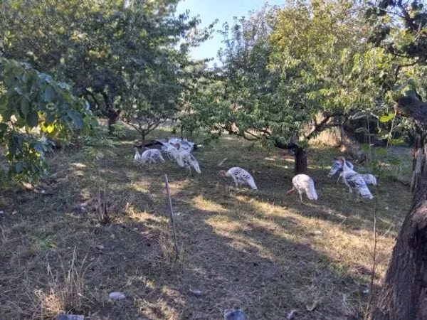 Turkeys — Hungary