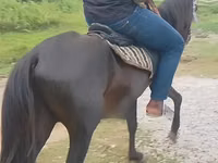 Kůň, Black Sea breed — foto 3