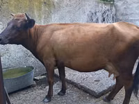 Vache, Bovins — photo 3